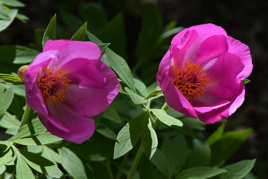 Plant Image
